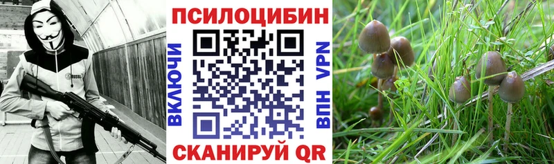 это какой сайт Мурманск Псилоцибиновые грибы GOLDEN TEACHER где продают наркотики